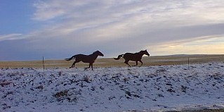Running 
 Horses in Valley County, Montana